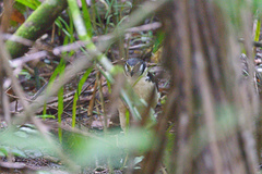 Micrastur semitorquatus