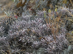 Tillandsia cauligera