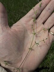 Galium trifidum