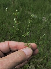 Galium trifidum