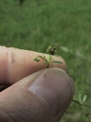 Galium trifidum