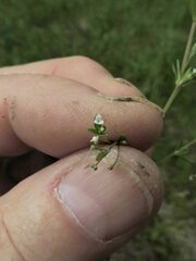 Galium trifidum