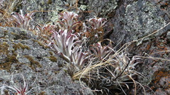 Tillandsia cauligera