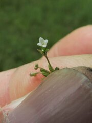 Galium trifidum