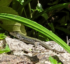 Podarcis siculus