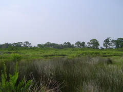 Juncus roemerianus