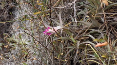 Tillandsia nana
