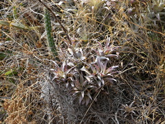 Tillandsia cauligera