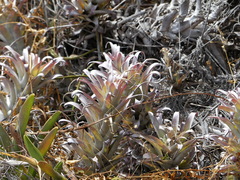 Tillandsia cauligera