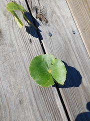 Hydrocotyle bonariensis