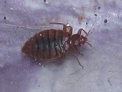 Cimex lectularius