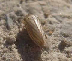 Athysanus argentarius