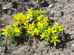 Crassula sebaeoides