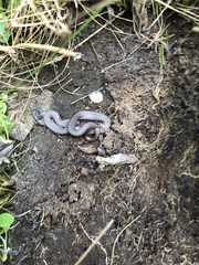 Galvarinus chilensis