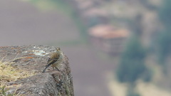Catamenia analis