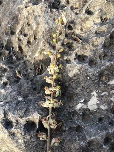 Boswellia dioscoridis image