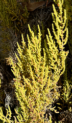 Allenrolfea occidentalis