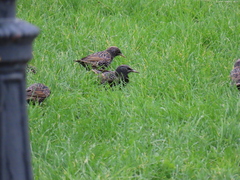Sturnus vulgaris