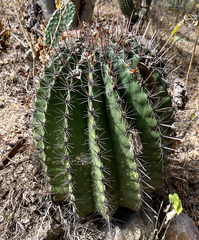 Ferocactus townsendianus