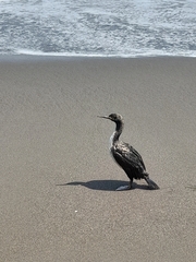 Leucocarbo bougainvillii