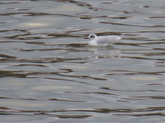 Chroicocephalus ridibundus