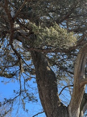 Chamaecyparis thyoides