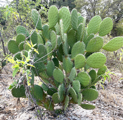 Opuntia sierralagunensis