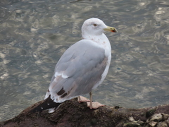 Larus michahellis