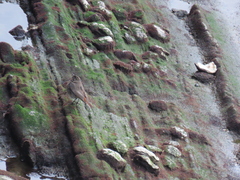 Phoenicurus ochruros