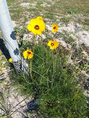 Thelesperma filifolium