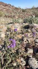 Phacelia crenulata
