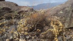 Lobivia hertrichiana