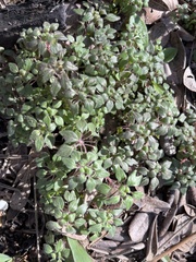 Parietaria pensylvanica