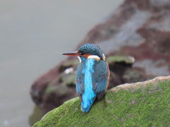 Alcedo atthis