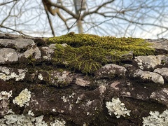 Drummondia prorepens