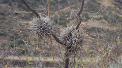 Tillandsia capillaris