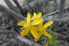 Hypericum australe
