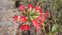 Cantua buxifolia