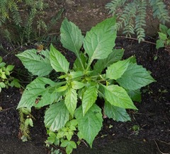 Cleome rutidosperma
