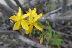 Hypericum australe