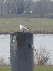 Chroicocephalus ridibundus