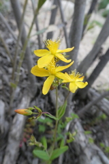 Hypericum australe