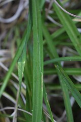 Ophiomyia kwansonis