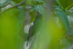 Thamnophilus bridgesi