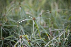 Cyperus mindorensis