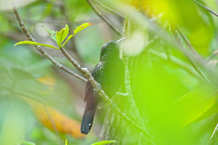 Thamnophilus bridgesi
