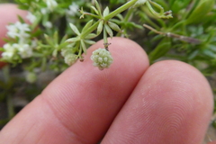 Galium verrucosum