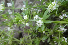 Galium verrucosum