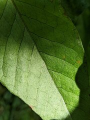 Tectaria harlandii