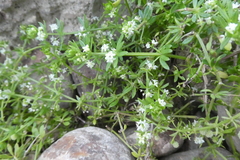 Galium verrucosum
